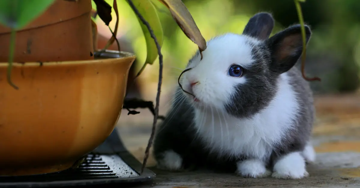 Can Rabbits Eat Oranges? -- A Sitting Rabbit