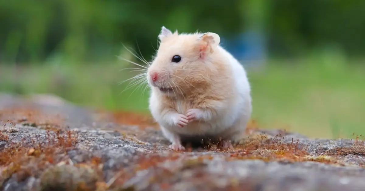 How to Stop Your Hamster From Biting --- A Hamster