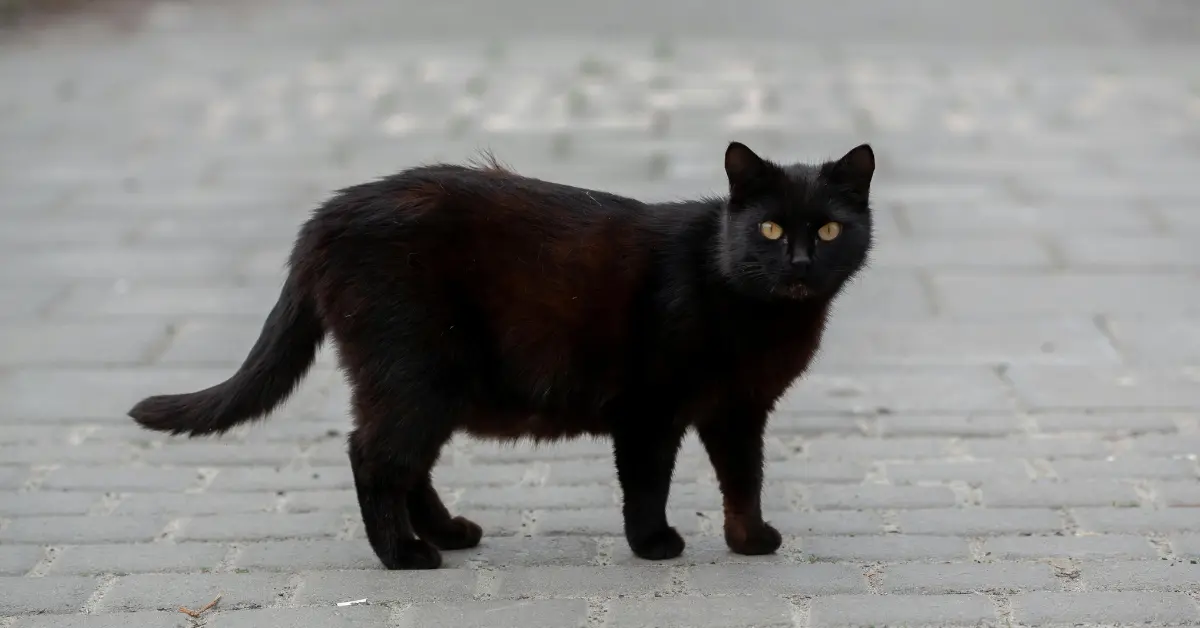 8 Interesting Facts About Black Cats Worth Knowing! -- a standing black cat