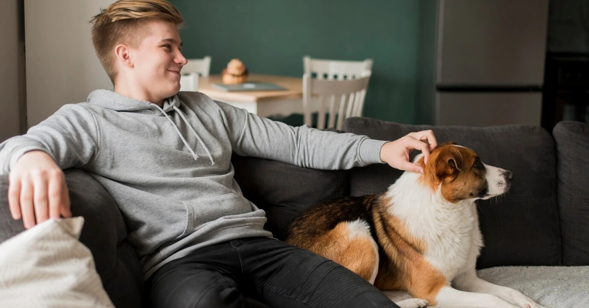 Canine Accommodation Solutions