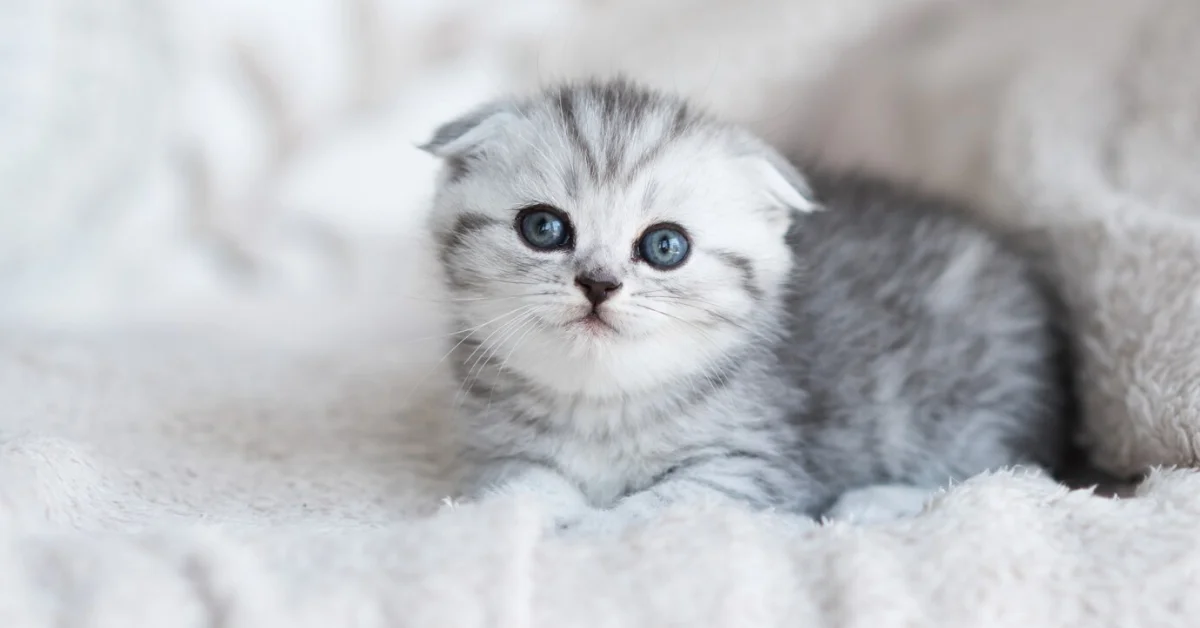a beautiful kitten
