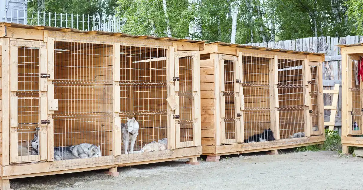 dogs in kennels