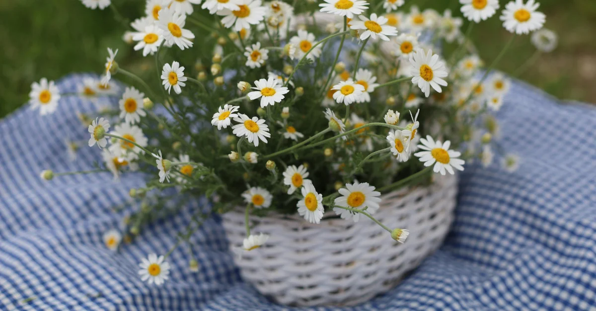a bouquet of beautiful flowers