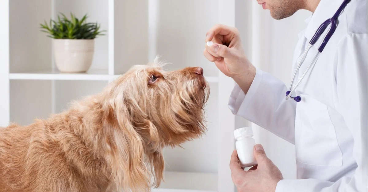 A doctor giving pills to a dog