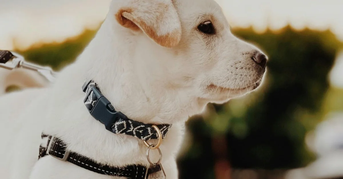 a pup wearing a strap in neck