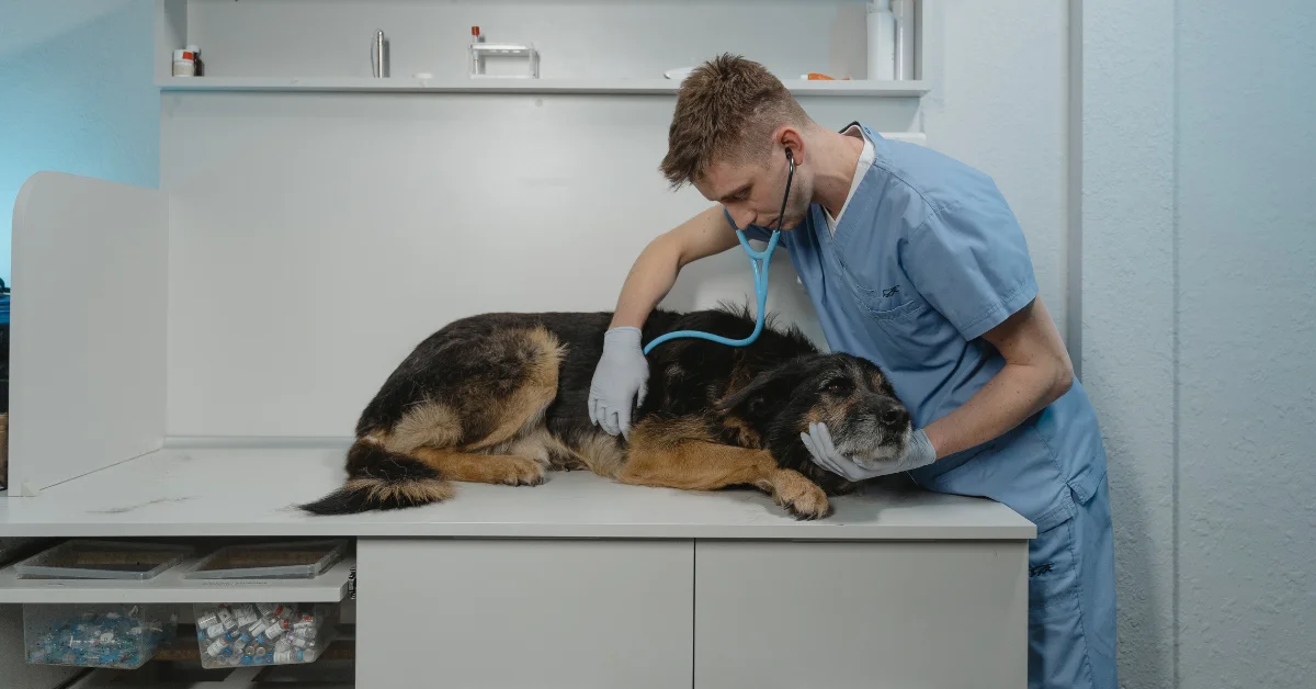 a male vet checking up a dog