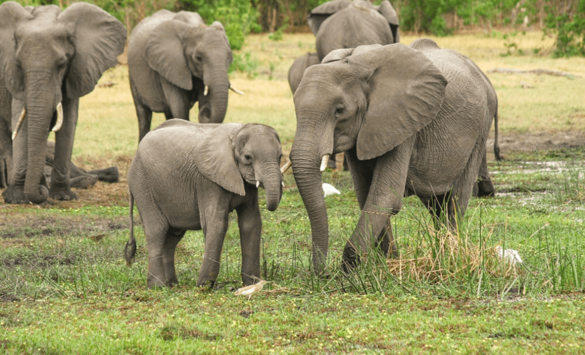 wildlife elephants