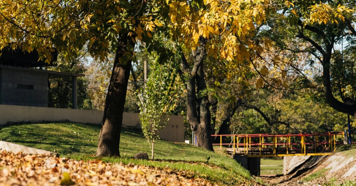 a tree in backyard