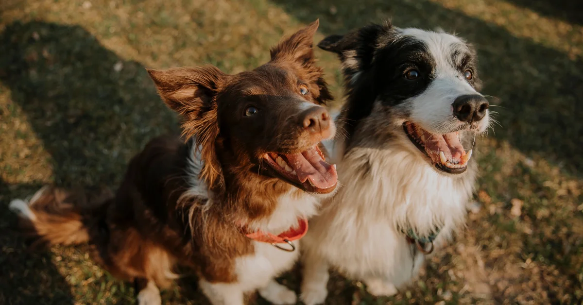 two dogs