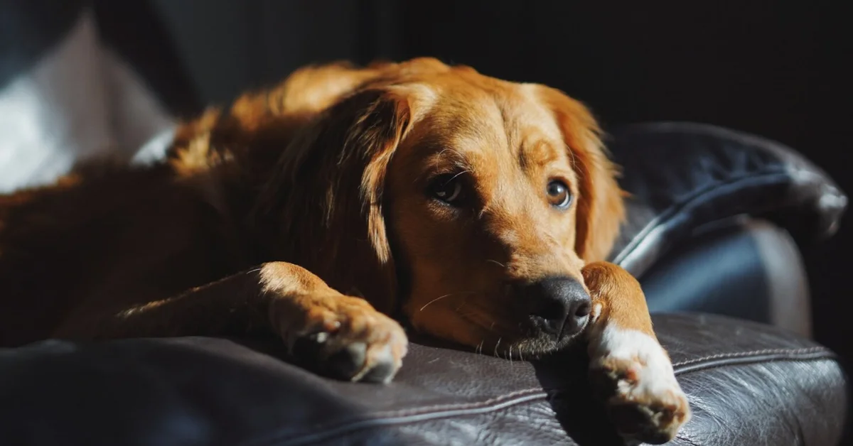 a calm brown dog